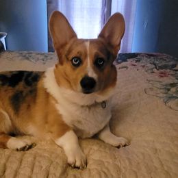 Louie - American Corgi