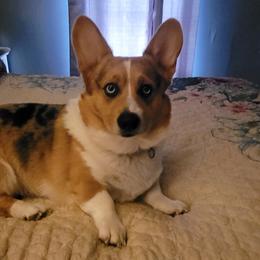 Louie - American Corgi