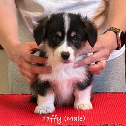 Taffy - Pembroke Welsh Corgi puppy from Eilatan Corgis
