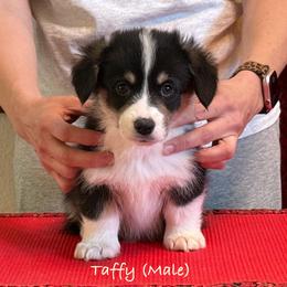 Taffy - Pembroke Welsh Corgi puppy from Eilatan Corgis