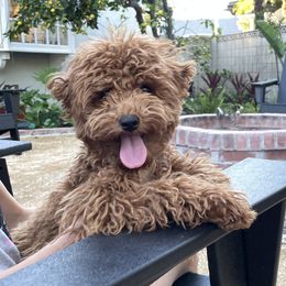 Foofoo - Cavapoo