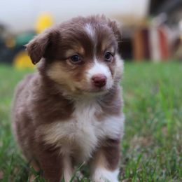 Miniature Australian Shepherd Puppies from Diamond D Mini Aussies