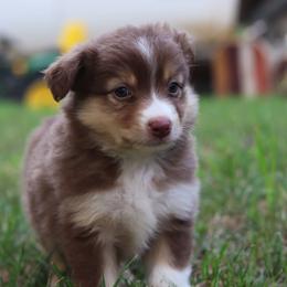 Miniature Australian Shepherd Puppies from Diamond D Mini Aussies
