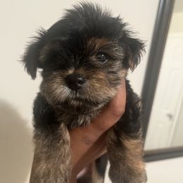 Sally - Black and tan female Yorkipoo puppy in Shelby, North Carolina from Precious pups dynasty kennel