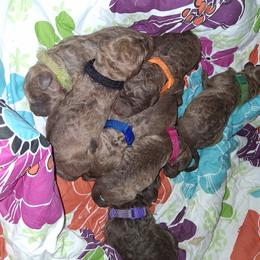 Purple - Dark brown female Chesapeake Bay Retriever puppy in De Forest, Wisconsin from Rennocks Top Of The Marsh Chesapeake Bay Retrievers