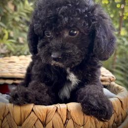 Mochi - Phantom male Poodle puppy in Vacaville, California from Starlight Goldendoodles