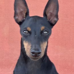 Manchester Terrier puppies from Mystic Manchesters