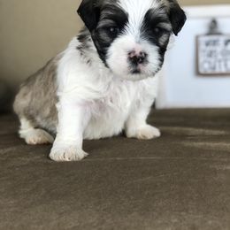 Mr Blue Collar - male Mal-Shi puppy in Poolville, Texas from Tx Pups