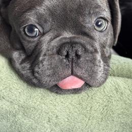 French Bulldog Puppies from Camarra King