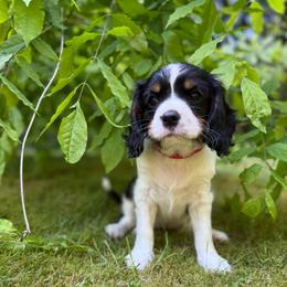 Red Collar Tri Girl - Tri-color female Cavalier King Charles Spaniel puppy in Snohomish, Washington from The Cavi Pack