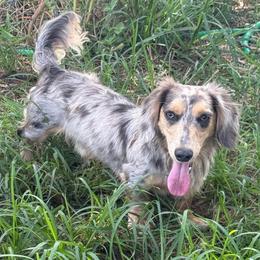 Blue Jean - Blue and cream male Dachshund puppy in El Campo, Texas from Creamer Creek Kennel