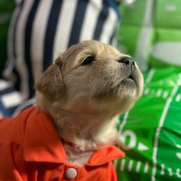 Reina (red) - Golden female Golden Retriever puppy in Gainesville, Florida from Heart and Soul Dog Breeding, Inc.