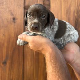 Buck - Liver roan male German Shorthaired Pointer puppy in San Tan Valley, Arizona from Upland Valley Kennels