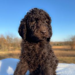 Forrest - Chocolate male Goldendoodle puppy in Osage City, Kansas from Golden Ridge Goldens