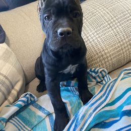 Girl 4 - Gray female Cane Corso puppy in Olympia, Washington from Grayling Dawn Cane Corso