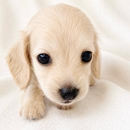 Ginger - Cream female Dachshund puppy in Sebring, Florida from Mini Weenies