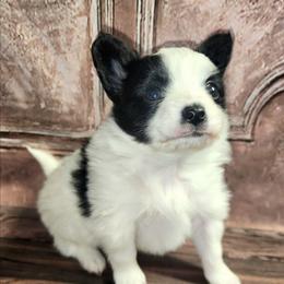 Jackson - Black and white male Companion Cross puppy in Davenport, Washington from Lovely Ladies and Little Asses Miniature Equines (L3A Pomeranians & Papillons)