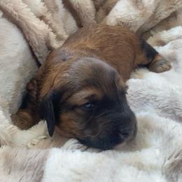 Moose - Red male Dachshund puppy in Trenton, Florida from Tweenie Weenie Dachshunds