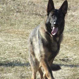 German Shepherds from Chagre's Shepherds