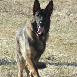 German Shepherds from Chagre's Shepherds