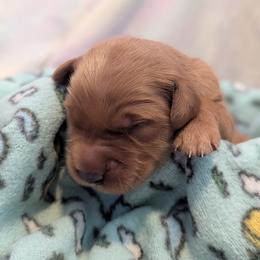 Veluza - Dark golden female Golden Retriever puppy in Minneapolis, Minnesota from Firestorm Goldens