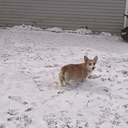 Issie - Pembroke Welsh Corgi