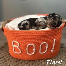 Tinsel - Merle female Goldendoodle puppy in Siesta Key, Florida from Siesta Key Doodles