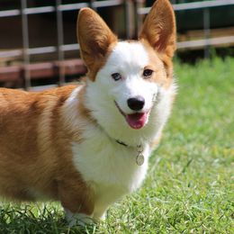 Ruger - Pembroke Welsh Corgi