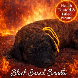 Ash - Brindle female Poodle puppy in Troy, Alabama from Redmond Rose Kennel