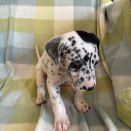 Guardian - White and black male Dalmatian puppy in Fort Cavasos, Texas from Mainstreet Dalmation