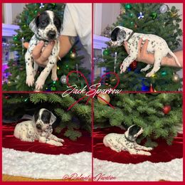 Captain Jack Sparrow - White and black male Dalmatian puppy in Chehalis, Washington from Dalmatian Vacation