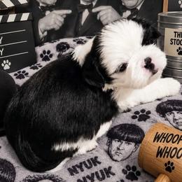 Curty - Black and white male Shih Tzu puppy in Suwanee County, Florida from Everlasting Shih Tzu