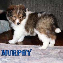 Murphy - Mahogany Sable Boy - Sable and white male Shetland Sheepdog puppy in Frazeysburg, Ohio from Mountain High Kennels