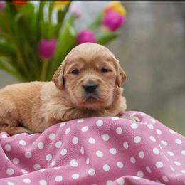 Daisy - Golden female Golden Retriever puppy in Saint Joe, Indiana from Golden Acres Farm