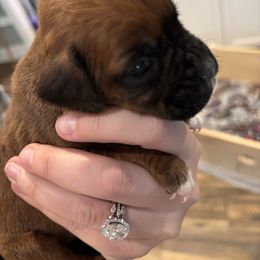 Female 3 yellow - Fawn female Boxer puppy in Charleston, Arkansas from Guardian Kennels