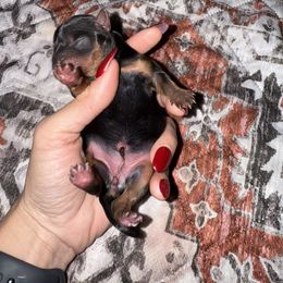 Yorkshire Terrier Puppies from The Yorkie House