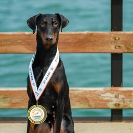 Sundae - Doberman Pinscher