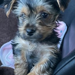 Yorkshire Terrier Puppies from Bragg’s Yorkies