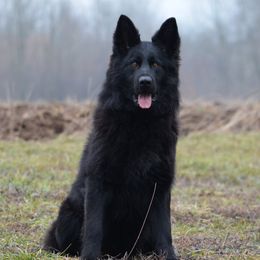 German Shepherds from Galaxy German Shepherds