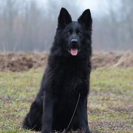 German Shepherds from Galaxy German Shepherds