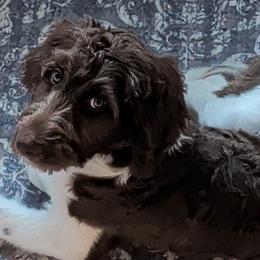 Bernedoodles and Newfypoos from Small Town Doodles & Poodles