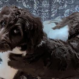 Bernedoodles and Newfypoos from Small Town Doodles & Poodles