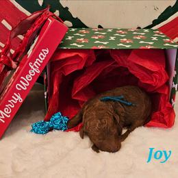 Joy - Red  female Goldendoodle puppy in Haughton, Louisiana from Bailey’s Cajun Canines