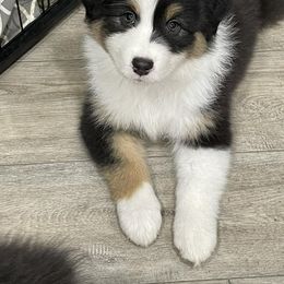 Australian Shepherd Puppies from 4t Aussies
