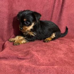 Girl 1 - Black and gold female Yorkshire Terrier puppy in Marion, Indiana from Thomas Terriers