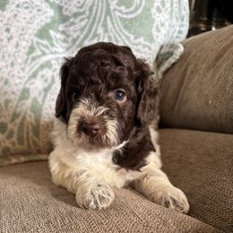Harry - Chocolate male Labradoodle puppy in Somerset, California from Annie’s Animals
