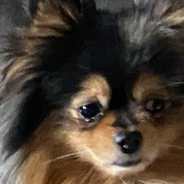Sitka - Pomeranian