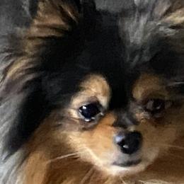 Sitka - Pomeranian