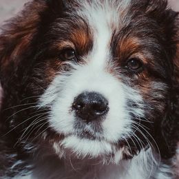 Bernedoodles, Goldendoodles, and Poodles from Country View Bernedoodles and Goldendoodles