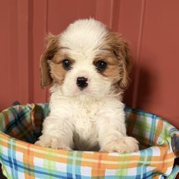 Boy 3 - male Cavalier King Charles Spaniel puppy in Almont, Michigan from Mtn to Sea